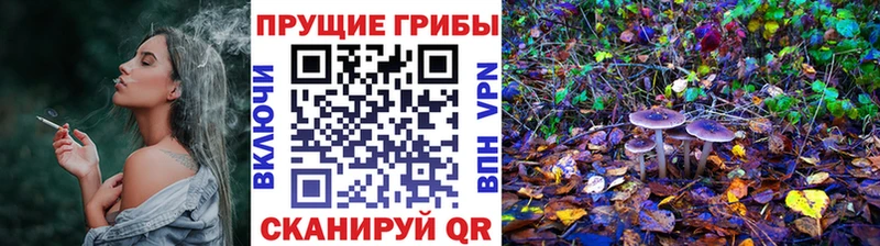 Купить  Сенгилей  Галлюциногенные грибы GOLDEN TEACHER 